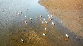 Oriental White Storks