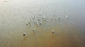 Oriental White Storks