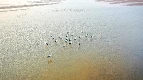 Oriental White Storks