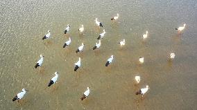 Oriental White Storks