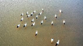 Oriental White Storks
