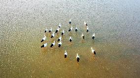 Oriental White Storks