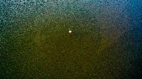 Oriental White Storks