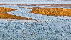 Oriental White Storks