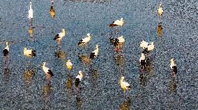 Oriental White Storks