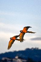 Two Macaws Fly in The Sky Over Caracas - Venezuela