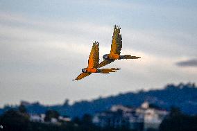 Two Macaws Fly in The Sky Over Caracas - Venezuela