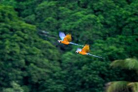 Two Macaws Fly in The Sky Over Caracas - Venezuela