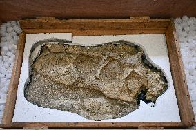 Return of prehistoric cultural property to the Mongolian authorities in Paris FA