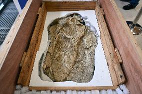 Return of prehistoric cultural property to the Mongolian authorities in Paris FA