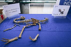 Return of prehistoric cultural property to the Mongolian authorities in Paris FA