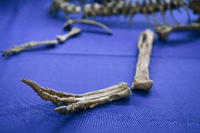 Return of prehistoric cultural property to the Mongolian authorities in Paris FA