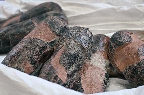 Return of prehistoric cultural property to the Mongolian authorities in Paris FA