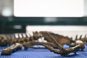 Return of prehistoric cultural property to the Mongolian authorities in Paris FA