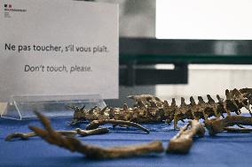 Return of prehistoric cultural property to the Mongolian authorities in Paris FA