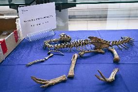 Return of prehistoric cultural property to the Mongolian authorities in Paris FA