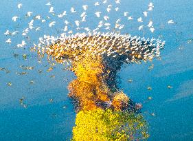 Winter Scenery - China