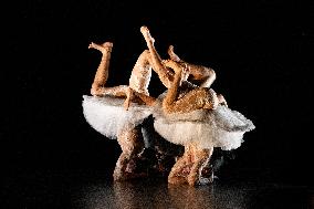 Swan Lake from Florence Caillon - France