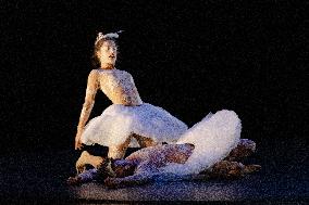 Swan Lake from Florence Caillon - France