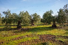 Olive Groves Full of Olives at Peak Season - Spain