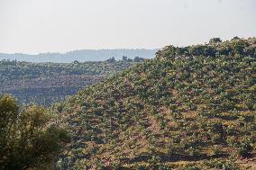 Olive Groves Full of Olives at Peak Season - Spain