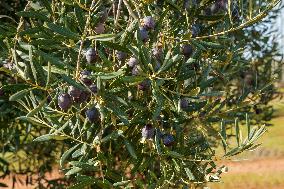 Olive Groves Full of Olives at Peak Season - Spain