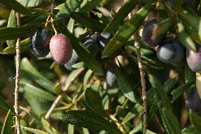 Olive Groves Full of Olives at Peak Season - Spain