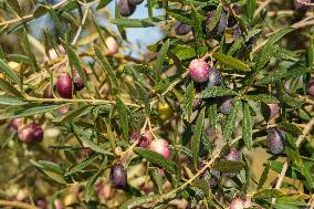Olive Groves Full of Olives at Peak Season - Spain