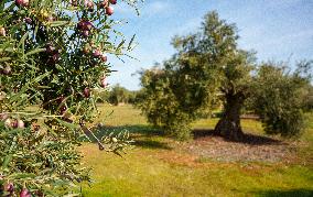 Olive Groves Full of Olives at Peak Season - Spain