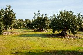 Olive Groves Full of Olives at Peak Season - Spain