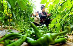 Vegetable Greenhouse