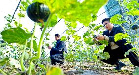 Vegetable Greenhouse