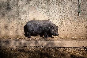 Catalonia Declares State of Emergency Due to African Swine Fever - Spain