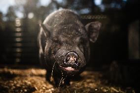 Catalonia Declares State of Emergency Due to African Swine Fever - Spain