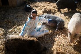 Catalonia Declares State of Emergency Due to African Swine Fever - Spain