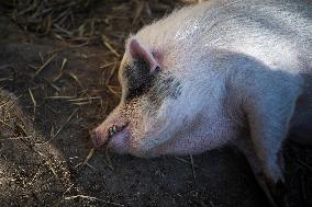 Catalonia Declares State of Emergency Due to African Swine Fever - Spain