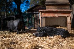Catalonia Declares State of Emergency Due to African Swine Fever - Spain