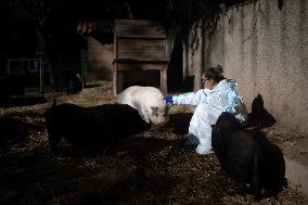Catalonia Declares State of Emergency Due to African Swine Fever - Spain