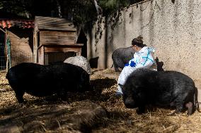 Catalonia Declares State of Emergency Due to African Swine Fever - Spain