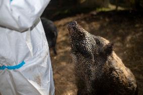 Catalonia Declares State of Emergency Due to African Swine Fever - Spain