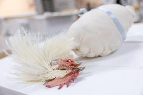 Christmas press visit to the Rungis International Market