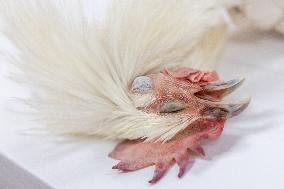 Christmas press visit to the Rungis International Market