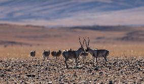 Tibetan Antelopes at Changtang National Nature Reserve - China