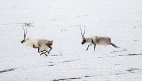 Tibetan Antelopes at Changtang National Nature Reserve - China