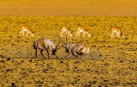 Tibetan Antelopes at Changtang National Nature Reserve - China