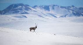 Tibetan Antelopes at Changtang National Nature Reserve - China