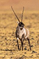 Tibetan Antelopes at Changtang National Nature Reserve - China
