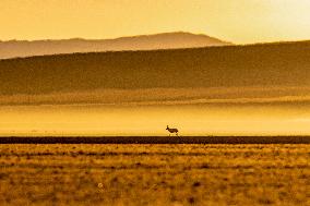Tibetan Antelopes at Changtang National Nature Reserve - China