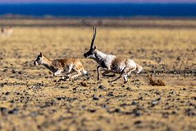 Tibetan Antelopes at Changtang National Nature Reserve - China