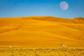 Tibetan Antelopes at Changtang National Nature Reserve - China